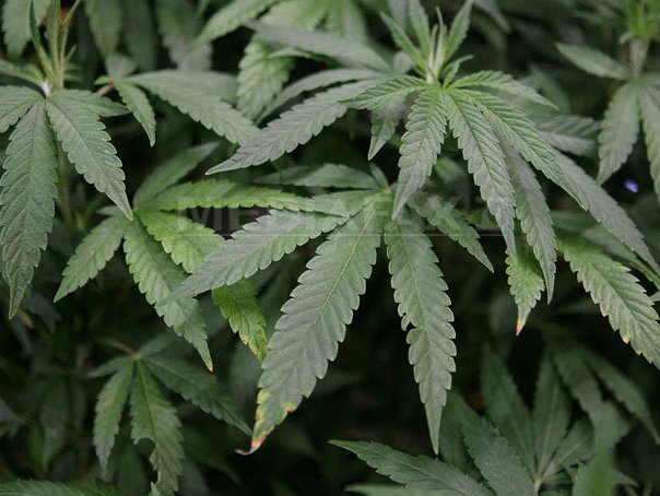 Imaginea articolului Zece persoane, inclusiv un român, arestate în Spania într-o anchetă vizând o plantaţie de marijuana