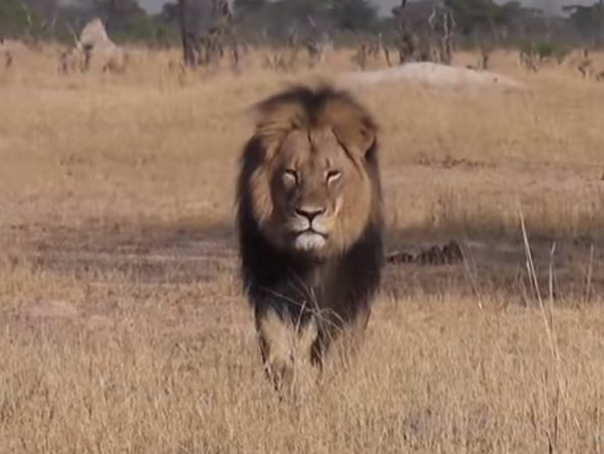 Imaginea articolului Ameninţări şi critici la adresa americanului care a ucis cel mai cunoscut leu din Africa - FOTO, VIDEO