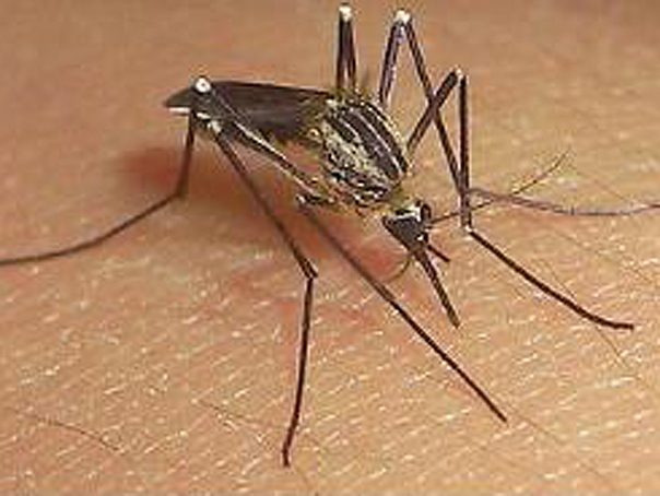 Imaginea articolului Primul caz de transmitere pe cale sexuală a virusului Zika a fost înregistrat în Franţa