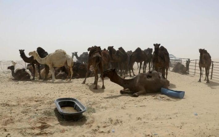 Imaginea articolului Criza diplomatică din Qatar |  Sute de cămile abandonate au murit de foame şi sete, după ce au fost alungate din Arabia Saudită