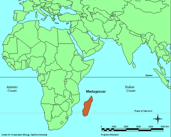 Imaginea articolului Epidemie de ciumă în Madagascar. Cel puţin 30 de persoane, decedate 