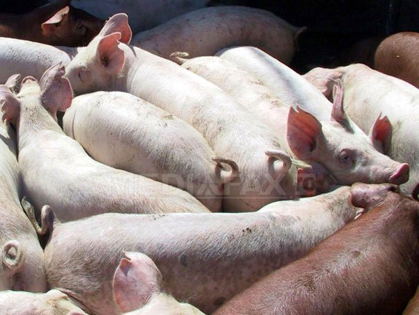 Imaginea articolului China a sacrificat 40.000 de porci în prima lună de la primul focar de pestă porcină africană