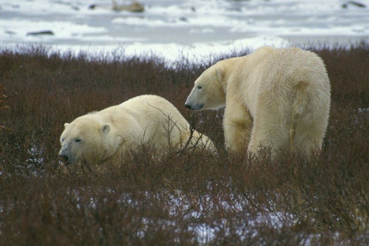 Imaginea articolului Zeci de urşi polari au „invadat” un sat din Rusia. Cum explică experţii fenomenul tot mai des 