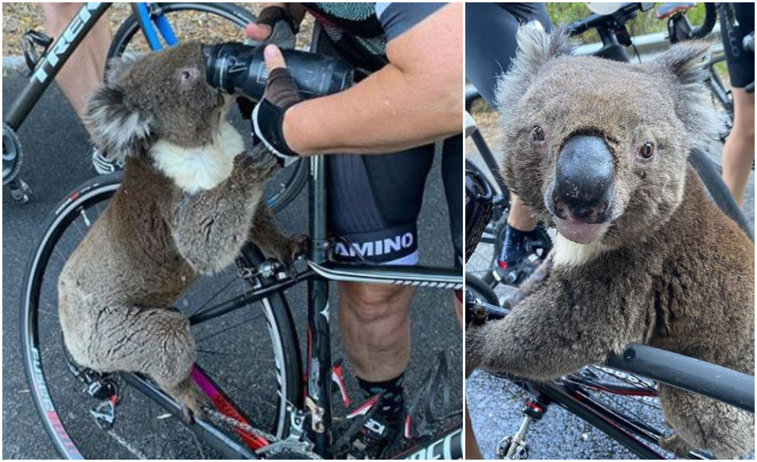 Imaginea articolului Gestul disperat al unui urs koala: S-a urcat pe bicicleta unei femei pentru a cere apă. VIDEO