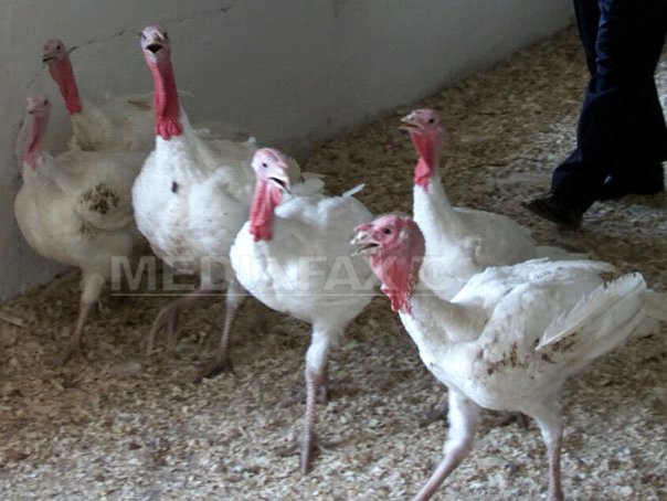 Imaginea articolului Focar de gripă aviară detectat în ferme de curcani din Polonia