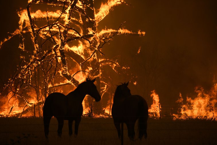 Imaginea articolului Incendiile de vegetaţie din Australia au scăpat de sub control, mumărul morţilor a ajuns la 23 