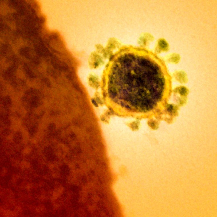 Imaginea articolului Comisia Europeană anunţă că statele membre ale UE nu au raportat cazuri de coronavirus