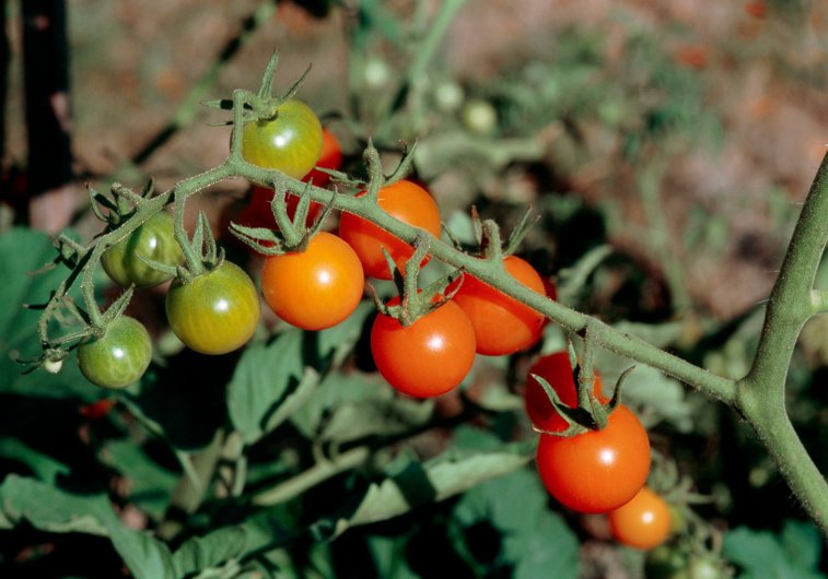 Imaginea articolului Virusul care pune în pericol culturile de tomate din Franţa. Nu a fost descoperit un tratament