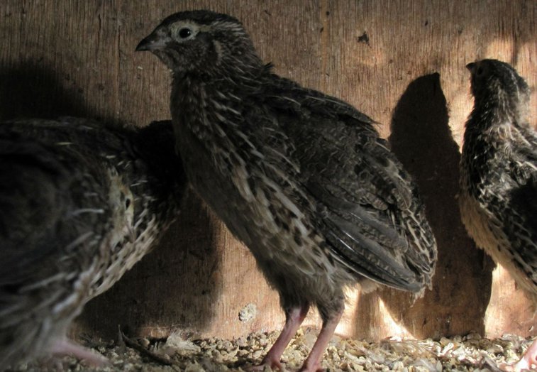 Imaginea articolului O tulpină a virusului care provoacă gripa aviară a fost descoperită în FiIlipine, iar 25.000 de prepeliţe au fost ucise