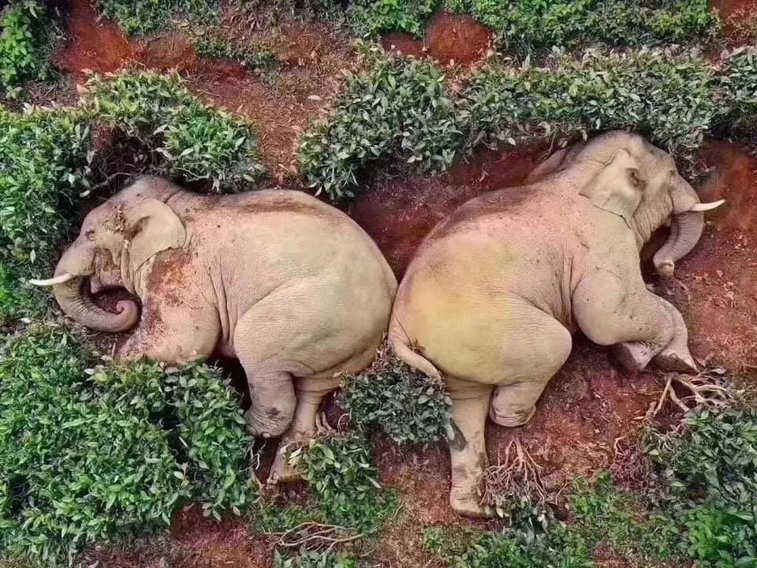 Imaginea articolului Doi elefanţi s-au îmbătat şi au adormit după ce au băut 30 de litri de alcool din porumb