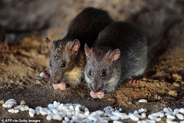 Imaginea articolului Cazul chinezului mort de hantavirus a declanşat îngrijorare în China. ”Vă rugăm să NU vă panicaţi, decât dacă intenţionaţi să mâncaţi şobolani”