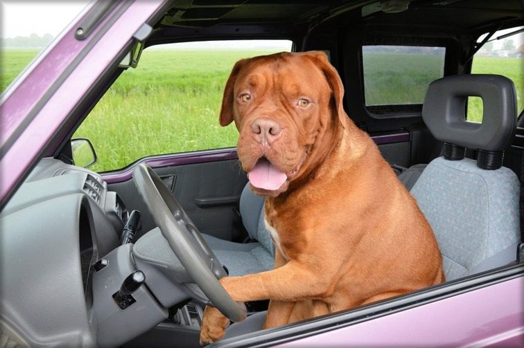 Imaginea articolului Sub influenţa drogurilor, îşi învăţa câinele să conducă maşina. Scuza incredibilă a făptaşului