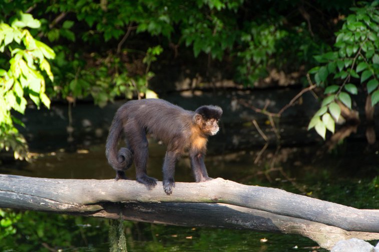 Imaginea articolului Cum a reuşit un grup de maimuţe să traverseze Atlanticul, acum 35 de milioane de ani, ajungând în America de Sud