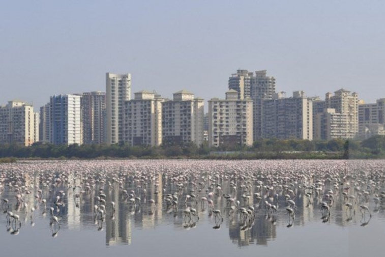 Imaginea articolului Cerul devine roz în Mumbai. O ”armată” de flamingo au invadat oraşul, în urma măsurilor Covid-19 | VIDEO