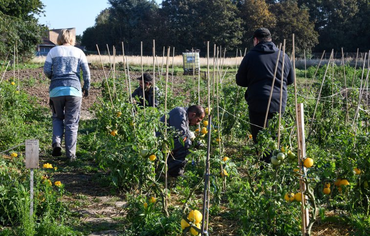 Imaginea articolului  În lipsa muncitorilor din România, austriecii redescoperă munca la câmp: „Este foarte greu la început, apoi începi să te obişnuieşti cu durerea”