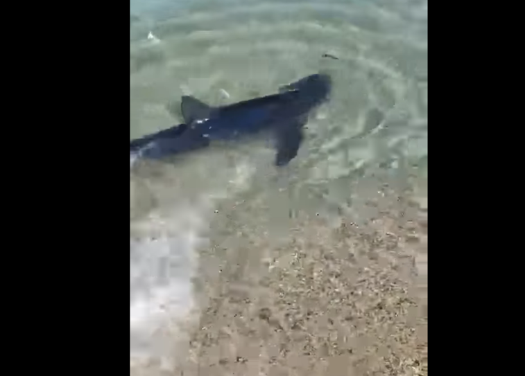 Imaginea articolului Imagini neobişnuite. Un rechin a ajuns la câţiva metri de ţărm, în Italia