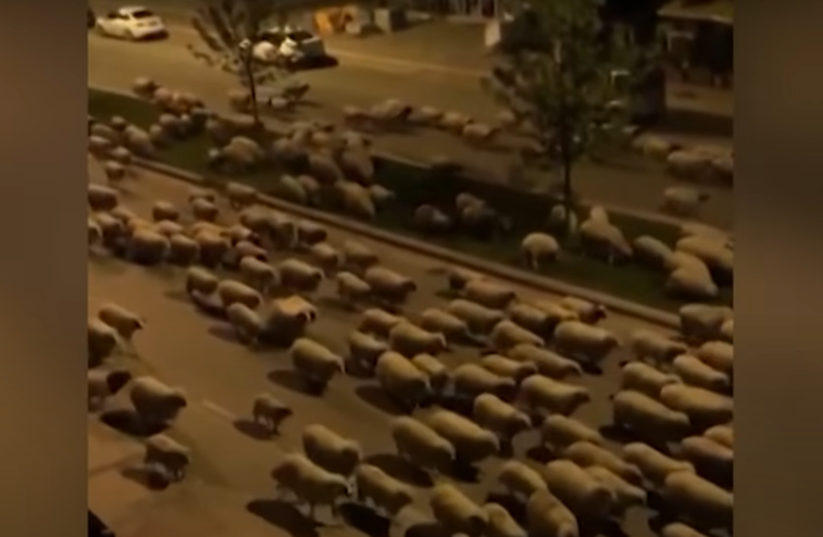 Imaginea articolului Video. Sute de oi au ocupat străzile unui oraş mare din Turcia