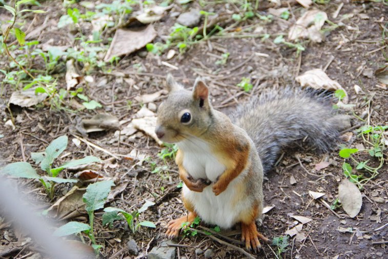 Imaginea articolului Alertă în Statele Unite după ce o veveriţă a fost testată pozitiv pentru ciuma bubonică

