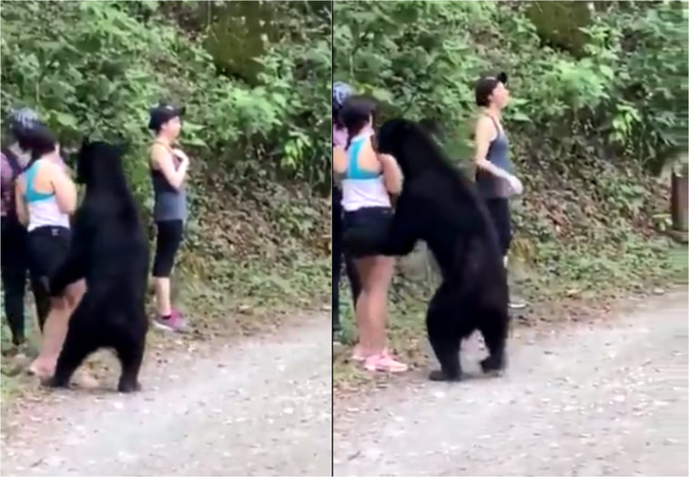 Imaginea articolului Cum au reacţionat două tinere când un urs le-a ieşit în cale. Animalul s-a ridicat în două labe şi a venit spre ele
