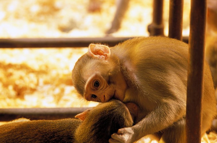 Imaginea articolului PETA: Testele „mortale“ pe maimuţe pentru vaccinul anti-Covid trebuie să se oprească