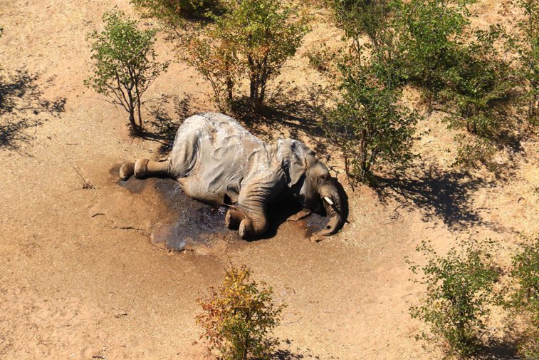 Imaginea articolului Misterul deltei transformate în „cimitirul elefanţilor”. Autorităţile din Botswana au descoperit cauza celor peste 350 de decese