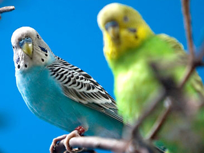 Imaginea articolului 166 de papagali au fost salvaţi din mâinile traficanţilor