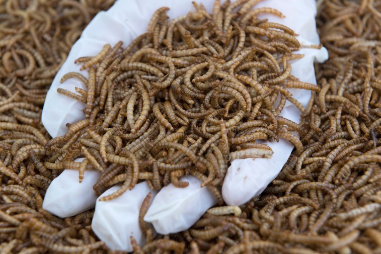 Imaginea articolului UE aduce insectele mai aproape de farfuriile europenilor. Implicaţii pentru mediu şi economie