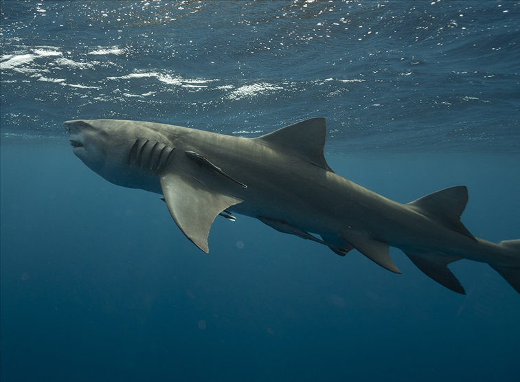 Imaginea articolului 24 din 31 de specii de rechini sunt pe cale de dispariţie. Care sunt factorii cauzatori