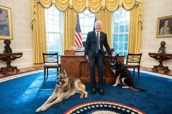 Imaginea articolului Câinii lui Joe Biden fac din nou probleme la Casa Albă. Ciobănescul german Major a muşcat un angajat la câteva săptămâni de la ultimul atac