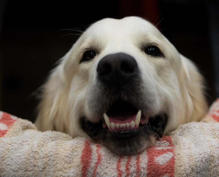 Imaginea articolului VIDEO Un câine ”pus pe glume” a furat microfonul unui reporter rus, în timpul transmisiunii în direct