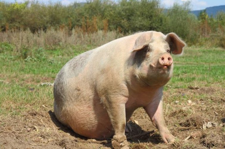 Imaginea articolului Pesta porcină ieftineşte carnea de porc în Europa