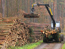 Imaginea articolului UE contestă la Organizaţia Mondială a Comerţului restricţiile la exportul de lemn impuse de Rusia