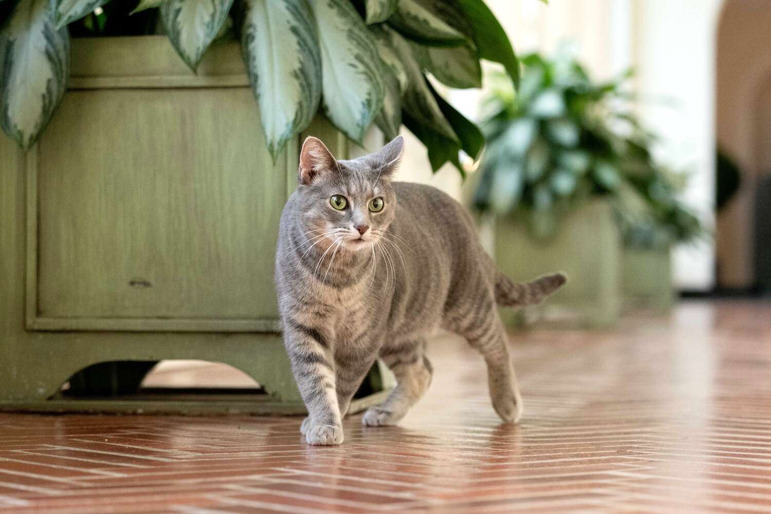 Casa Albă îi urează bun venit lui Willow, noua „primă felină”