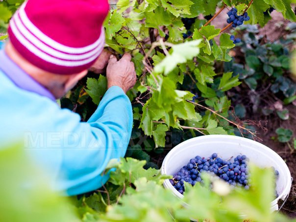 Imaginea articolului Bloomberg publică un reportaj despre vinăriile Purcari din Moldova. Purcari este singura companie moldovenească listată pe o bursă externă, adică la Bucureşti