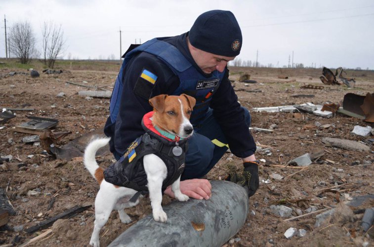 Imaginea articolului Preşedintele Ucrainei premiază un câine pirotehnist. A detectat peste 200 de explozibili