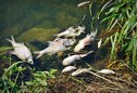 Imaginea articolului Tone de peşti morţi în râul Oder, la graniţa dintre Germania şi Polonia. Autorităţile investighează o posibilă contaminare 
