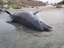 Imaginea articolului Zece delfini au eşuat pe o plajă din Noua Zeelandă