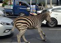 Imaginea articolului O zebră a evadat de la o grădină zoologică din capitala sud-coreeană Seul 