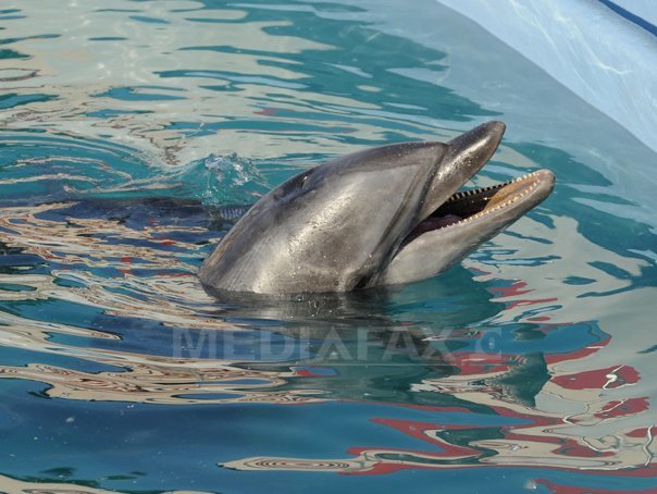 Imaginea articolului Carne "toxică" de delfin cu conţinut de mercur de aproape 100 de ori mai mult decât nivelul de siguranţă