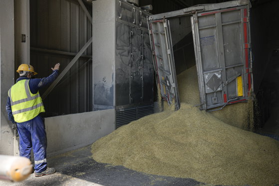 Imaginea articolului Ucraina acuză Rusia că nu mai aplică acordul privind exporturile de cereale pe Marea Neagră 