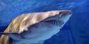 Imaginea articolului Un cetăţean rus a murit după ce a fost atacat de un rechin în largul staţiunii egiptene de la Marea Roşie
