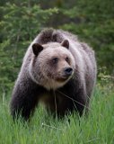 Imaginea articolului Atacul unui urs grizzly în Parcul Naţional Banff din Canada s-a soldat cu doi morţi