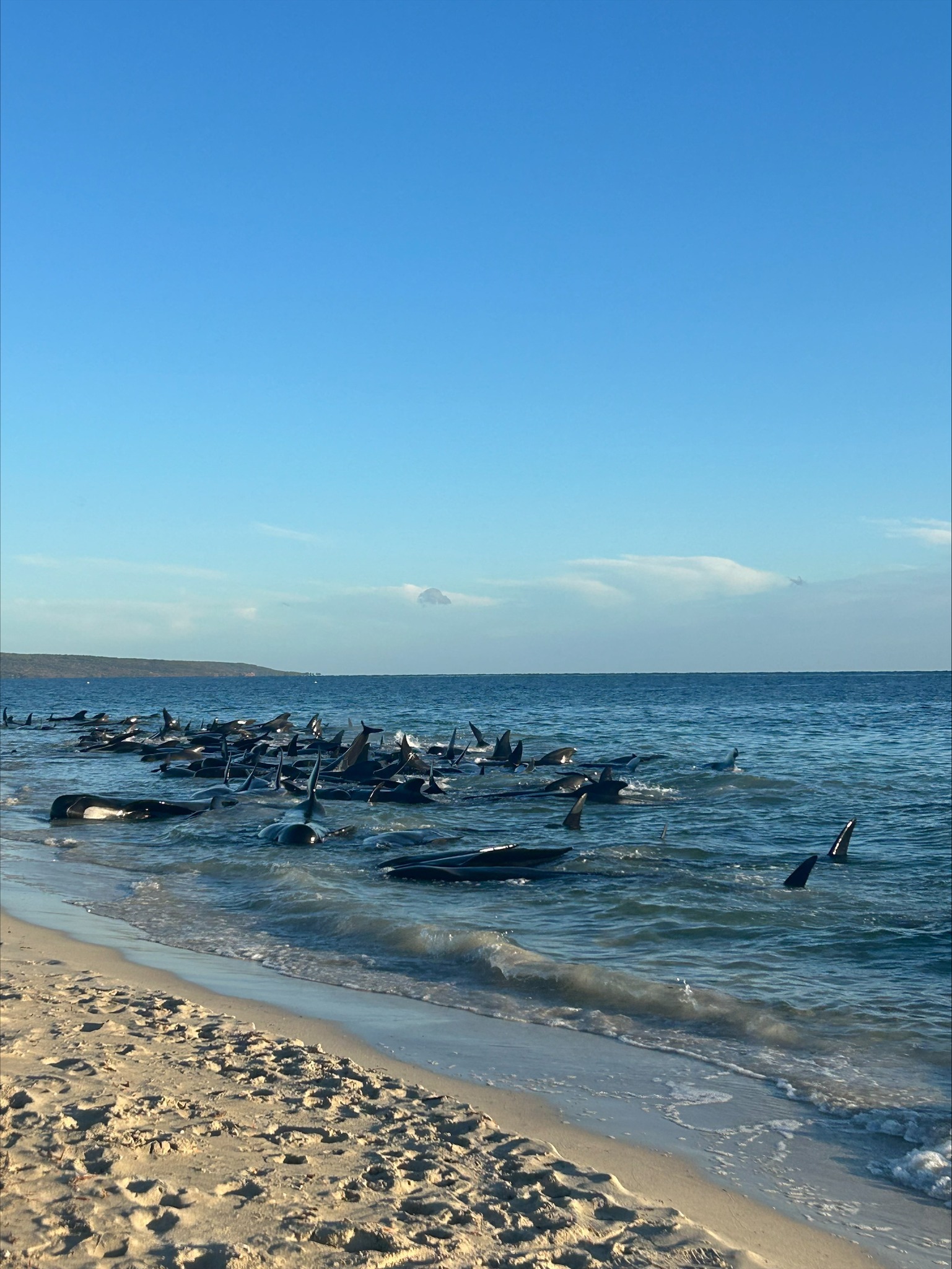 Peste 100 de balene pilot au eşuat în Australia de Vest