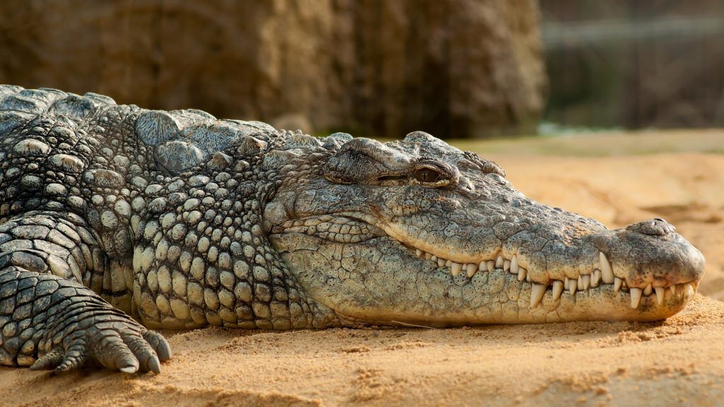 COMENTARIU Lelia Munteanu: Ridicola greşeală a crocodilului