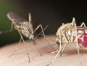 Imaginea articolului Alarmă de febră dengue, o boală transmisă de ţânţari: boom de cazuri faţă de anul trecut