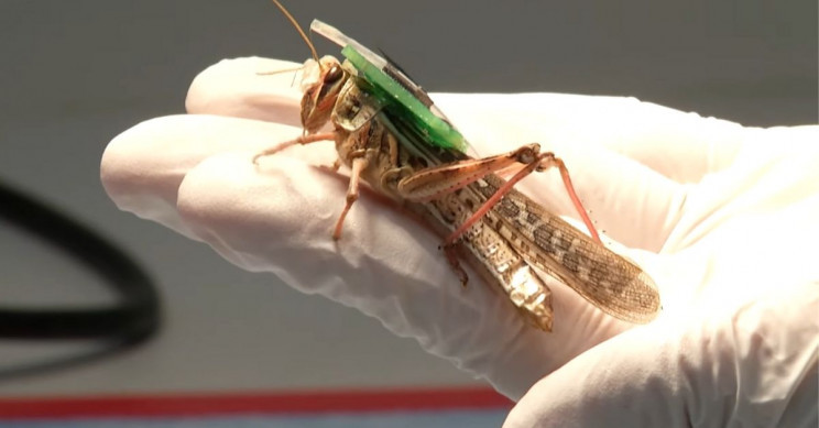Imaginea articolului Lăcustele cyborg sunt realitate. Cercetătorii au modificat insectele pentru a proteja oamenii