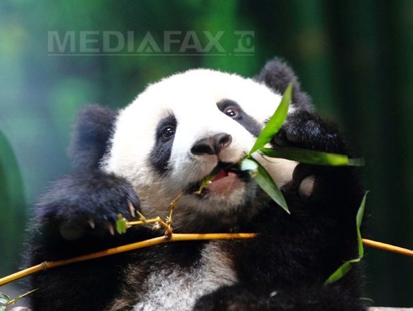 Imaginea articolului Tehnologia inteligentă ajută la salvarea urşilor panda giganţi din China