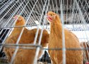 Imaginea articolului Inteligenţa artificială ar putea îmbunătăţi starea găinilor din ferme. Tehnologia va putea fi utilizată în aproximativ 5 ani