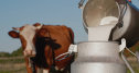 Imaginea articolului Vacă modificată genetic produce lapte cu niveluri ridicate de insulină umană