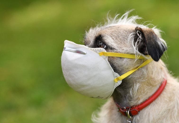Imaginea articolului Câini special antrenaţi pentru a depista cazurile de infecţie cu coronavirus. Soluţie pentru ţările care nu au kituri de testare